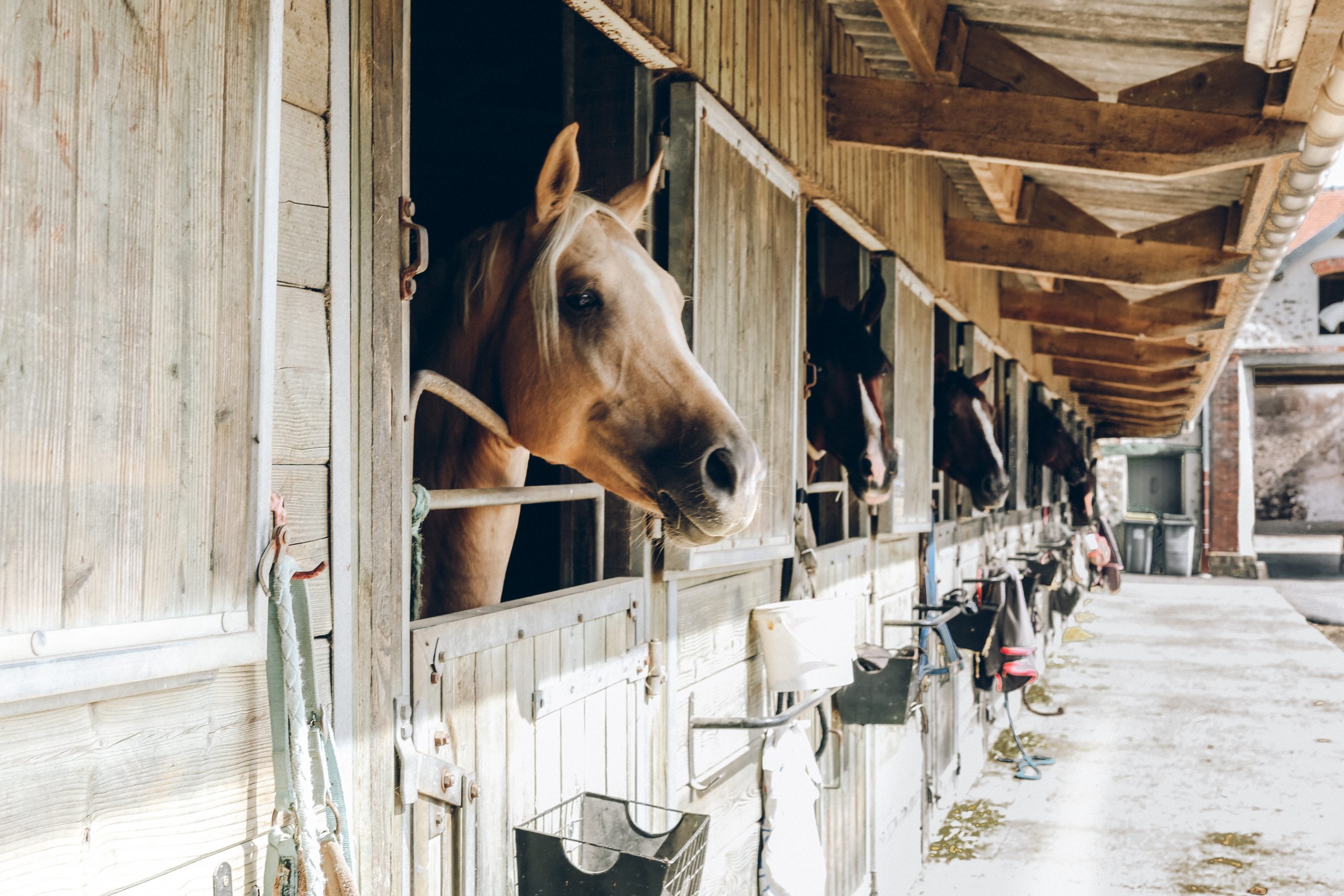 Horses - Association of Irish Riding Clubs