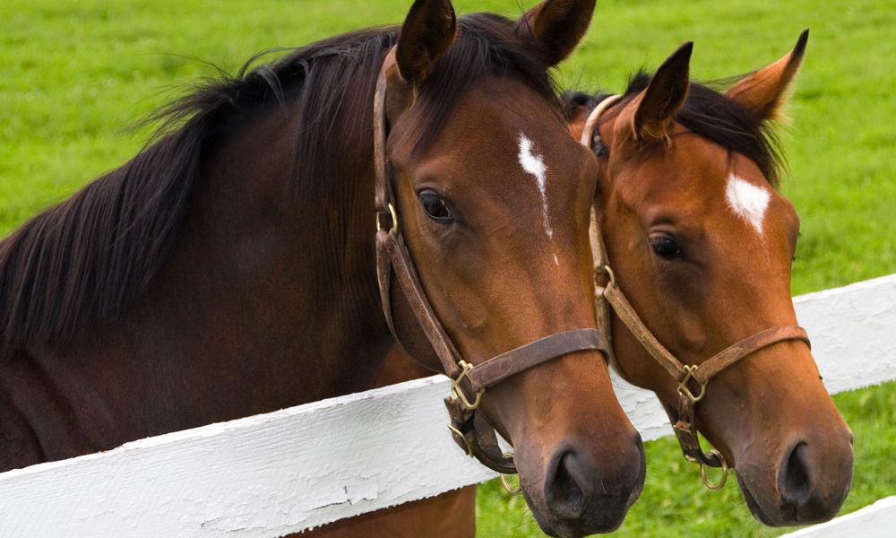 Horses over fence